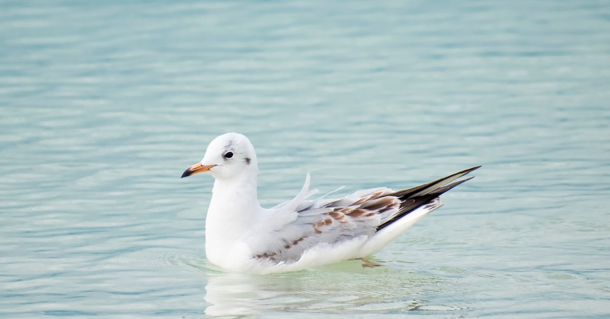 How do professionals clear drains?